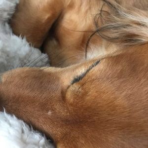 Meet your Posher, Lily